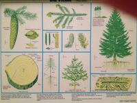 information about the trees